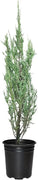 Blue Arrow Juniper | Live 4 Inch Pots | Juniperus Scopulorum | Drought|Tolerant Evergreen | Ideal for Landscaping & Ornamental Use | Low|Maintenance Outdoor Plant