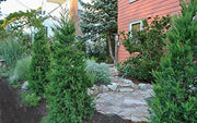 Hetzi Juniper | Live Gallon Size Tree | Juniperus Chinensis | Drought Tolerant Cold Hardy Evergreen Privacy Screening Plants