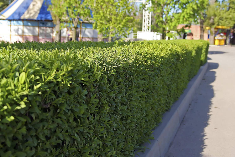 Winter Gem Boxwood | Live 4 Inch Pots | Buxus Microphylla Japonica | Fast Growing Cold Hardy Formal Evergreen Shrub