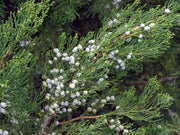 Robusta Green Juniper | Live Quart Size Trees | Juniperus Chinensis | Drought Tolerant Cold Hardy Evergreen Screening Plants