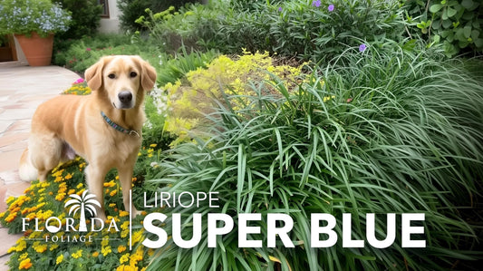 Liriope Super Blue | 10 Live Plants | Liriope muscari 'Super Blue' | Ornamental Ground Cover Plants | Shade|Tolerant Landscaping Perennial