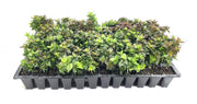 Abelia Chinensis Rose Creek | Live Plants | Flowering Deer Resistant Butterfly Attracting Shrub