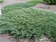 Hughes Juniper | Live 4 Inch Pots | Drought|Tolerant Evergreen for Landscaping, Privacy Screens, and Bonsai, Easy|to|Grow