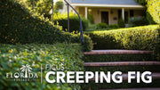 Creeping Fig Vine | Live Plants | Ficus Pumila | Fast|Growing Ground Cover | Evergreen Climbing Vine for Walls & Trellises