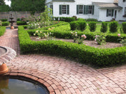 Japanese Boxwood | Live Plants | 2" Pot Size | Buxus Microphylla | Fast Growing Cold Hardy Formal Evergreen Shrub