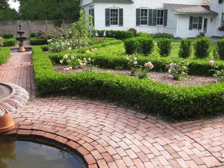 Japanese Boxwood | Live Plants | 2" Pot Size | Buxus Microphylla | Fast Growing Cold Hardy Formal Evergreen Shrub