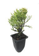 Sea Green Juniper | Live Plants | Juniperus Chinensis | Hardy Evergreen Privacy Screen