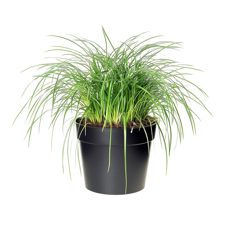 Mondo Grass | Live 4 Inch Pots | Ophiopogon Japonicus | Durable Ground Cover | Shade Tolerant Landscaping Plants