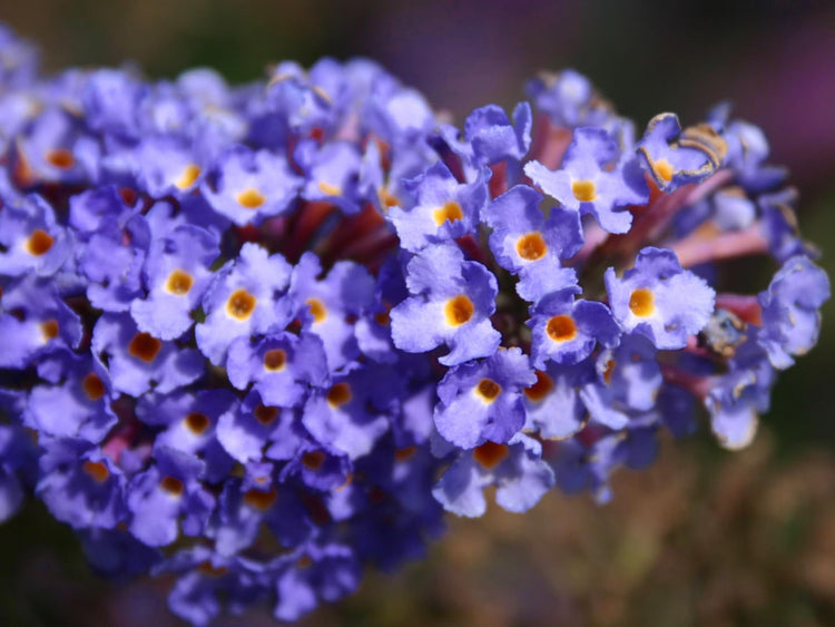 Buddleia Nanho Blue | Extra Large 3 Gallon Plants | Fragrant & Compact Butterfly Bush, Ideal for Vibrant Landscapes, Attractive Borders & Butterfly Gardens, Drought Tolerant