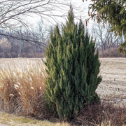 Spiny Greek Juniper | Live 4 Inch Pots | Juniperus Chinensis | Drought Tolerant Cold Hardy Evergreen Screening Plants