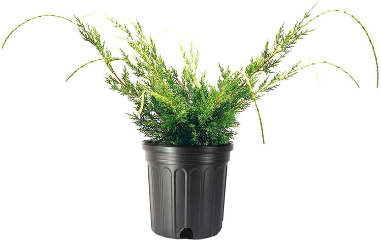 Shimpaku Juniper | Large Gallon Size Trees | Pre|Bonsai Juniperus Chinensis Plants | Symbol of Harmony Balance Meditation and Peace