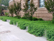 Blue Pacific Shore Juniper | Live Gallon Size Plant | Juniperus Conferta | Evergreen Cold Hardy Drought Tolerant Groundcover