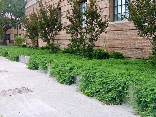 Blue Pacific Shore Juniper | Live Gallon Size Plant | Juniperus Conferta | Evergreen Cold Hardy Drought Tolerant Groundcover
