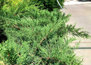 Kallay Juniper | Live Plants | Juniperus Chinensis | Drought Tolerant Cold Hardy Evergreen Ground Cover