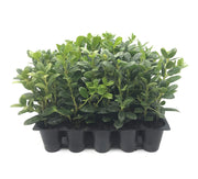 Dwarf Burford Holly Ilex | 40 Live Plants | Evergreen Burfordi Shrub