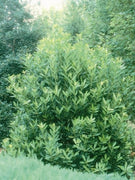 Yellow Anise Plant | Live Plants | Illicium Parviflorum | Fragrant Foliage | Evergreen Shrub | Star Anise Aromatic Ornamental