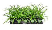 Big Blue Liriope Muscari | Live 4 Inch Pots | Drought Tolerant Low Maintenance Evergreen Plants Grass Lilyturf