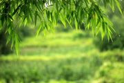 Graceful Bamboo | Slender Weavers | Textilis Gracilis | Live Plant | Fast Growing Evergreen Privacy Hedge