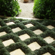 Dwarf Mondo Grass | 72 Live Plants | Ophiopogon Japonicus Nanus | Shade Loving Evergreen Ground Cover