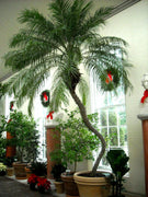 Phoenix Roebelenii | Miniature Pygmy Date Palm | Large Live Tree | Beautiful Patio Plant