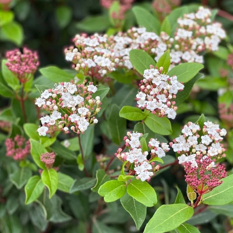 Viburnum Spring Bouquet | Extra Large 3 Gallon Plant | Viburnum Tinus 'Spring Bouquet' | Evergreen Privacy Hedge | Year|Round Interest