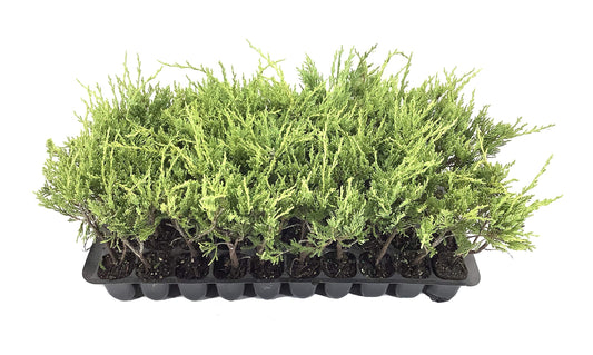 Sea Spray Juniper | Live Plants | Juniperus Chinensis | Drought Tolerant Cold Hardy Evergreen Ground Cover