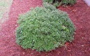 Dwarf Yaupon Schilling Holly | Extra Large 3 Gallon Plants | Ilex vomitoria 'Schillings' | Vibrant Evergreen Shrub | Perfect for Landscaping