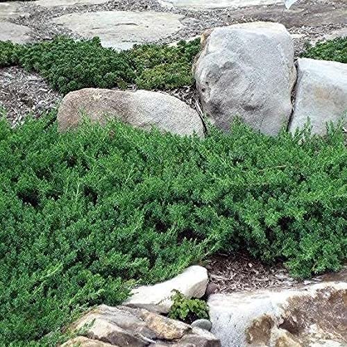 Blue Pacific Shore Juniper | Live Gallon Size Plant | Juniperus Conferta | Evergreen Cold Hardy Drought Tolerant Groundcover
