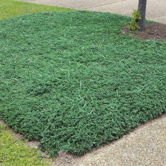 Blue Rug Juniper | Live Gallon Size Plant | Juniperus Horizontalis 'Wiltonii' | Drought Tolerant Cold Hardy Evergreen Groundcover