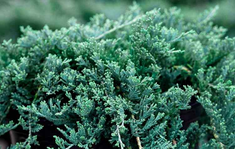 Blue Rug Juniper | Extra Large 3 Gallon Plants | Live Ground Cover Evergreen Shrubs for Landscaping, Garden, Slope Control - Drought Tolerant, Low Maintenance