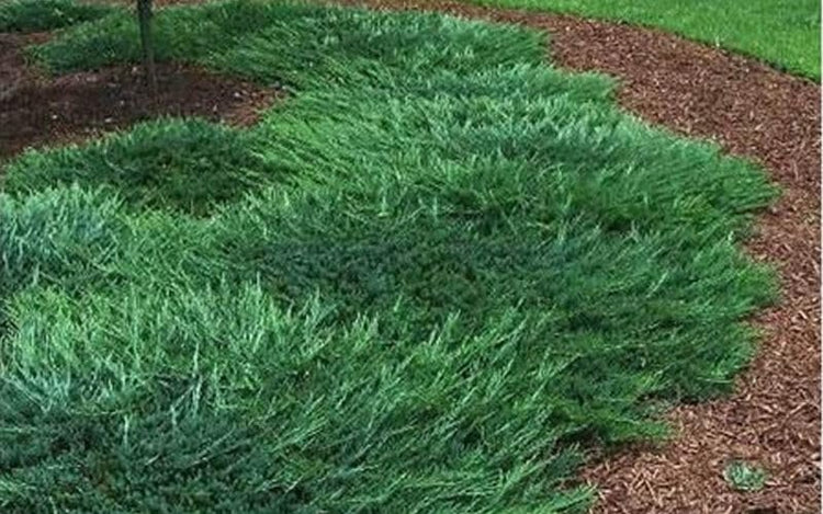 Bar Harbor Juniper | Extra Large 3 Gallon Plants | Live Premium Evergreen Shrub for Landscaping, Low Maintenance Ground Cover, Drought Tolerant