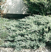 San Jose Juniper | 10 Live Plants | Juniperus Chinensis | Drought Tolerant Cold Hardy Evergreen Ground Cover