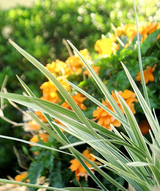 Aztec Grass | Live Quart Size Plants | Variegated Liriope | Ophiopogon Intermedius Argenteomarginatus