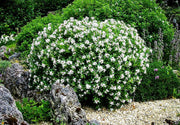 Frostproof Gardenia | Live Plants | Fragrant Blooming Shrub | Gardenia Jasminoides