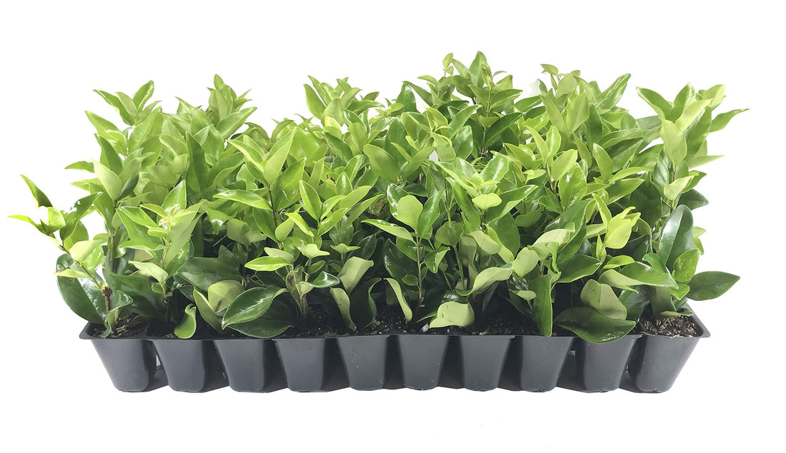 Ligustrum Waxleaf Privet | Live Plants 2" Pot Size | Evergreen Privacy Hedge