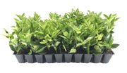 Ligustrum Waxleaf Privet | Live Plants 2" Pot Size | Evergreen Privacy Hedge