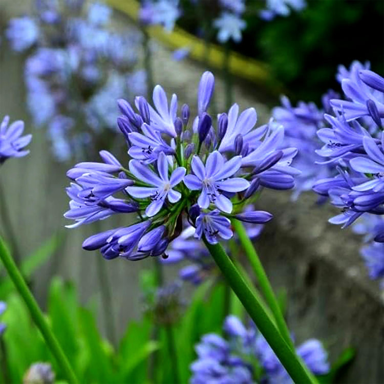 Agapanthus Africans Blue | Extra Large 3 Gallon Plant | Vibrant & Hardy Perennial, Lush, Ornamental Plant with Brilliant Blue Blooms, Ideal for Borders, Containers & Landscape Accents