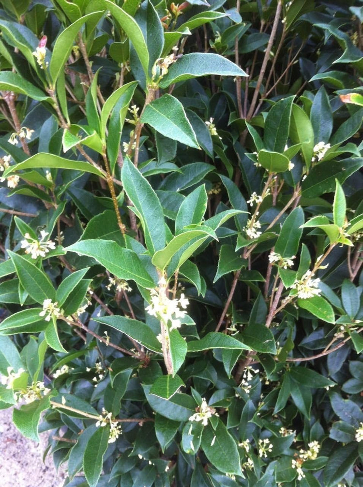 Fragrant Tea Olive | Live Gallon Size Plants | Osmanthus fragrans | Ideal for Gardens & Landscaping | Easy|to|Grow Evergreen Shrub | Delightful Sweet Scent | Decorative & Versatile