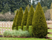 Spartan Juniper | Live Trees | Juniperus Chinensis