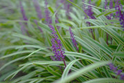 Variegated Liriope Muscari Silvery Sunproof | Large Quart Size Plants | Live Blooming Evergreen Groundcover