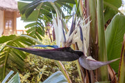 White Bird of Paradise | Live Plants | Strelitzia Nicolai | Beautiful Rare Foliage Specimen