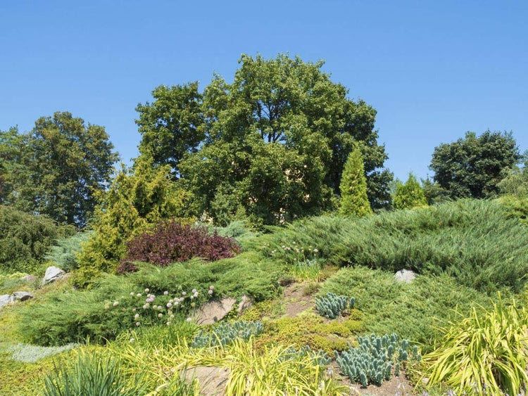 Gold Lace Juniper - Live Plants - Juniperus Chinensis - Evergreen Groundcover