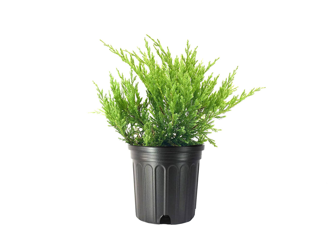 Juniper Andorra Compacta | Live Gallon Size Plants | Juniperus Horizontalis | Drought Tolerant Evergreen Cold Hardy Groundcover