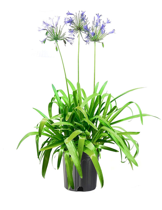 Agapanthus Africans Blue | Extra Large 3 Gallon Plant | Vibrant & Hardy Perennial, Lush, Ornamental Plant with Brilliant Blue Blooms, Ideal for Borders, Containers & Landscape Accents
