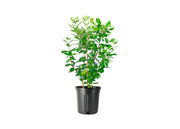 Pineapple Guava | Extra Large 3 Gallon Plants | Feijoa Sellowiana | Edible Fruit Shrub and Fragrant Flowering Foliage