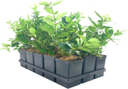Ligustrum Waxleaf Privet | Live Quart Size Plants | Blooming Evergreen Privacy Hedge
