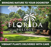 Jasmine Summer Sunset | Live Plants | Trachelospermum Asiaticum | Colorful Groundcover Vine