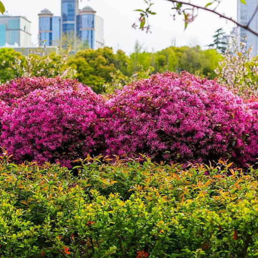 Loropetalum Ruby I Live Quart Size Plant I Chinese Fringe Flower I Vivid Red Leaves with Pink Blooms, Ideal for Hedges, Borders, and Decorative Plantings