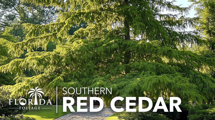 Southern Red Cedar Tree | Live Plants | Juniperus virginiana Silicicola | Fast Growing Evergreen Hardy Trees
