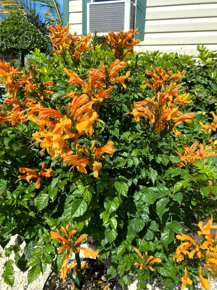 Cape Honeysuckle | Live Plants | Tecomaria Capensis | Birds & Butterfly Attracting Versatile Shrub